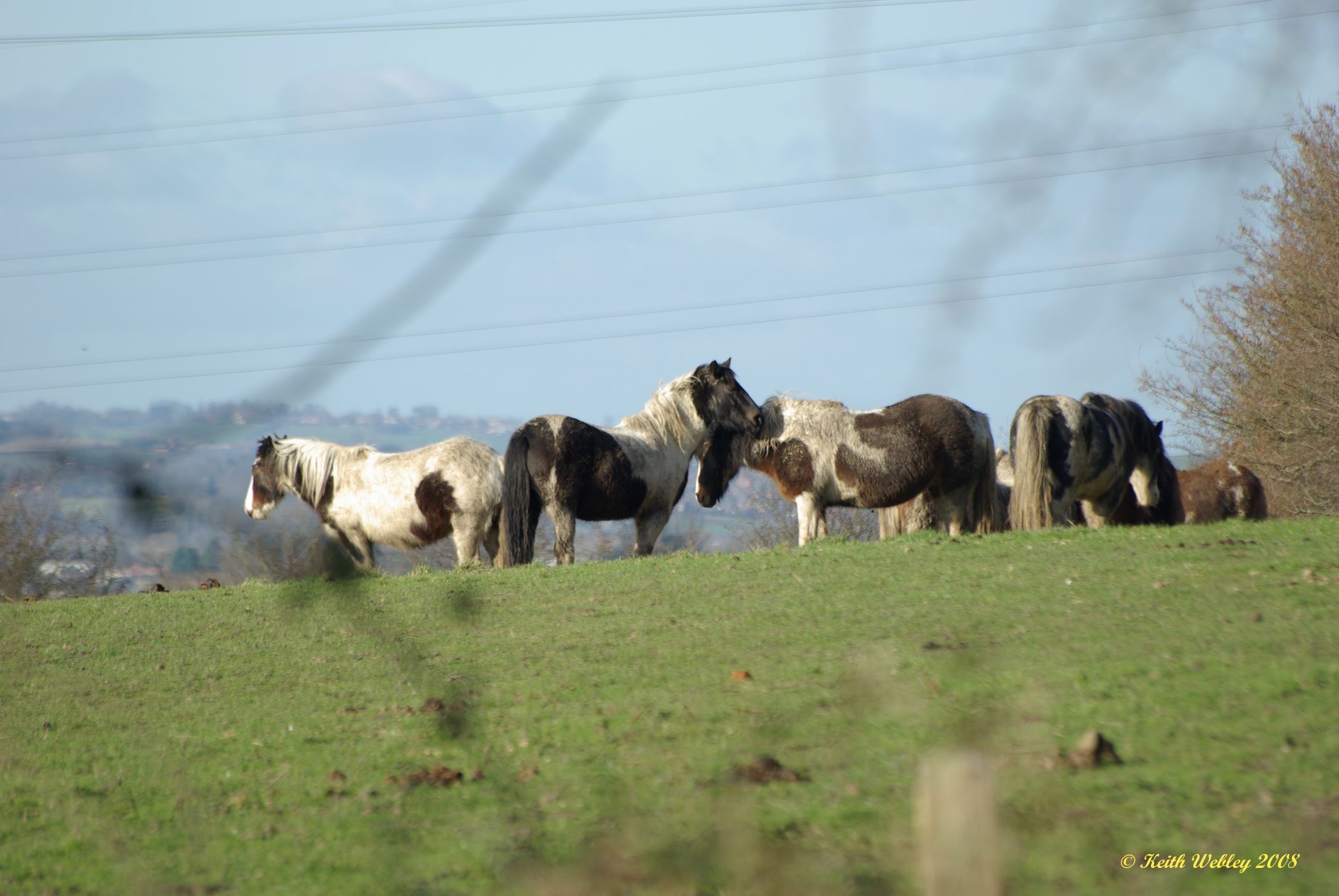 Horses in the field