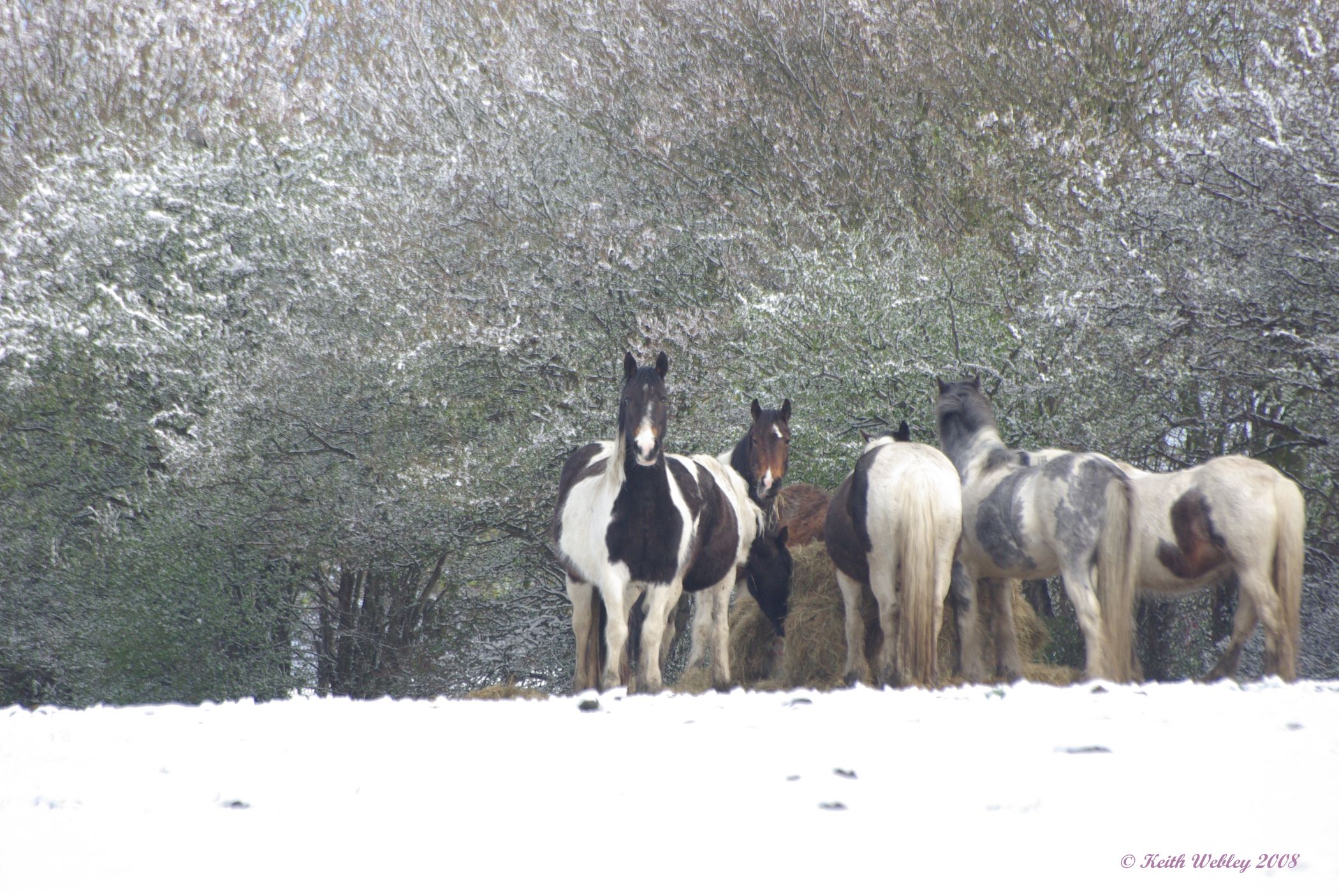 Horses in the snow