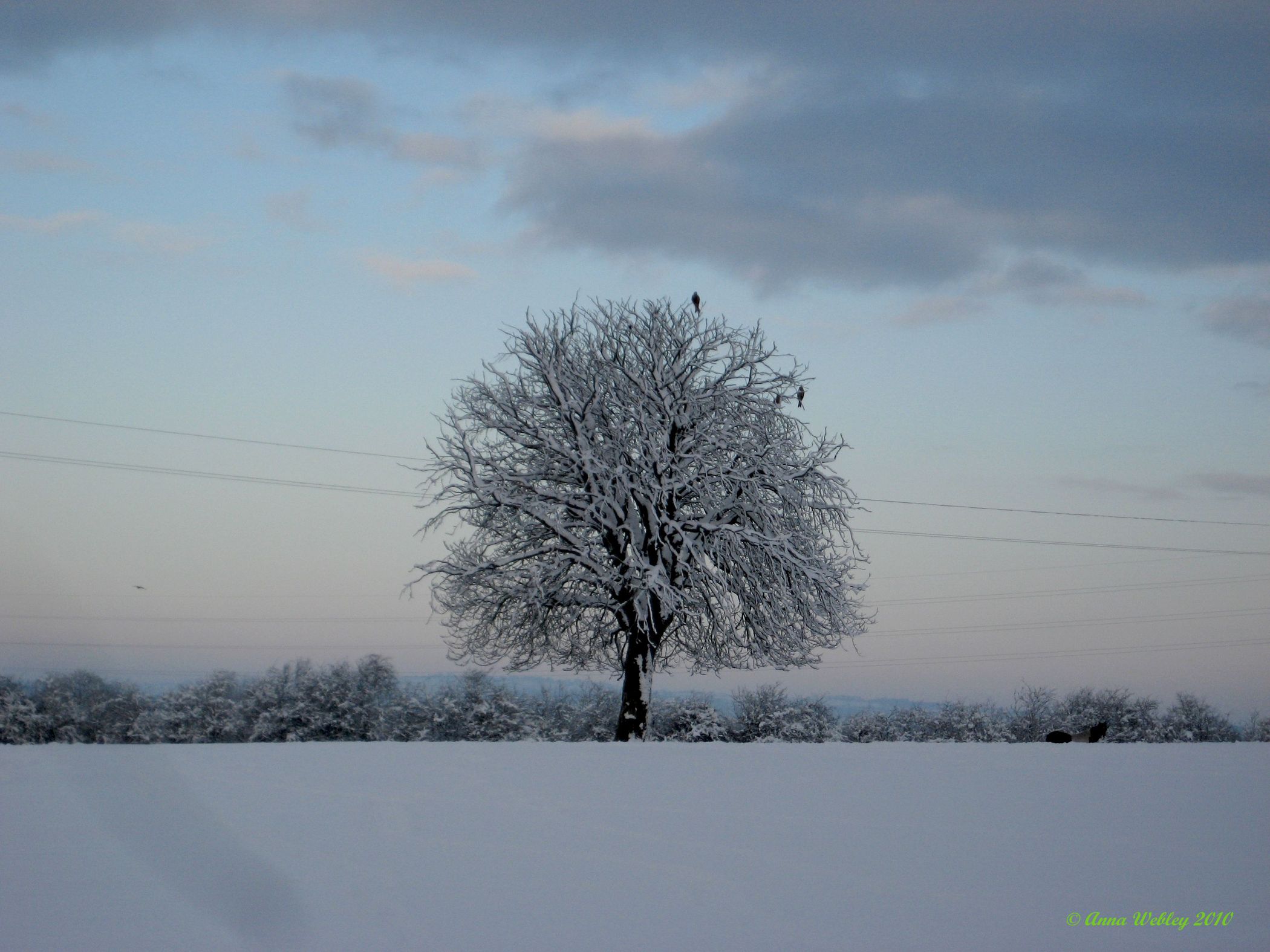 A snow covered field